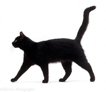猫生